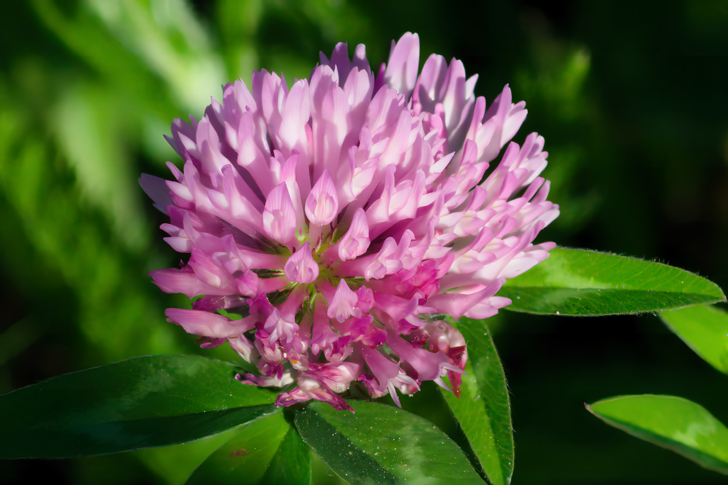 Juste une fleur de trèfle, 2022 web_trefle2_DSC_0009blank-AI Upscalermagic.png